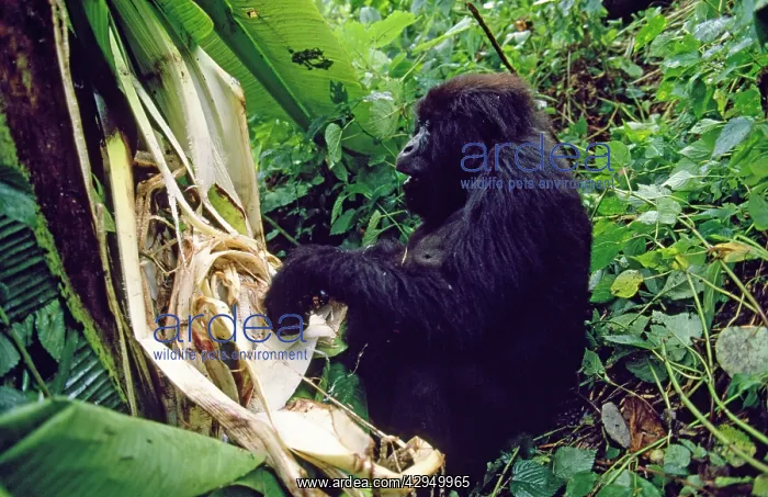 : Mountain Gorilla