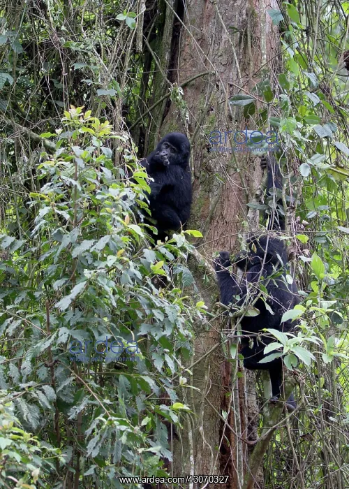 : Mountain Gorilla : Mountain Gorilla