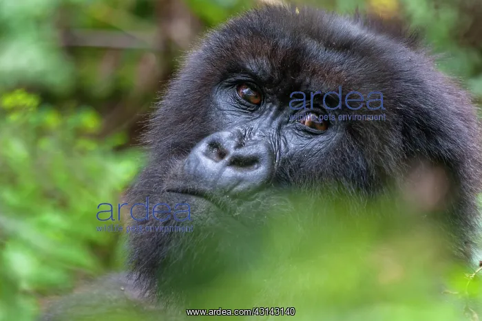 : Mountain Gorilla : Mountain Gorilla