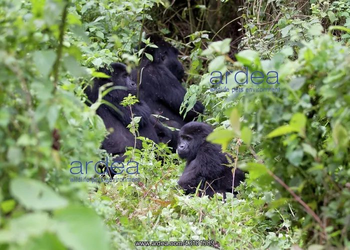 : Mountain Gorilla : Mountain Gorilla