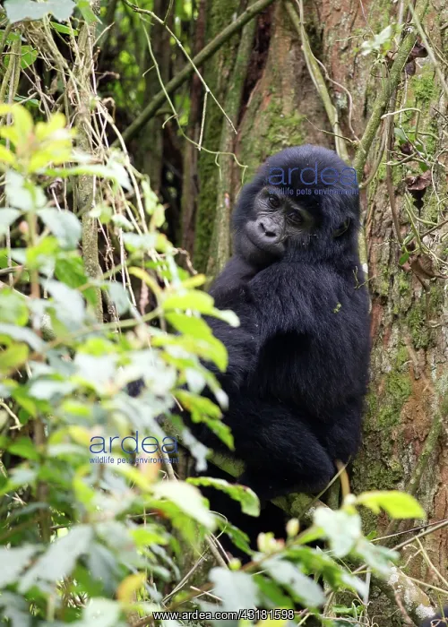 : Mountain Gorilla : Mountain Gorilla