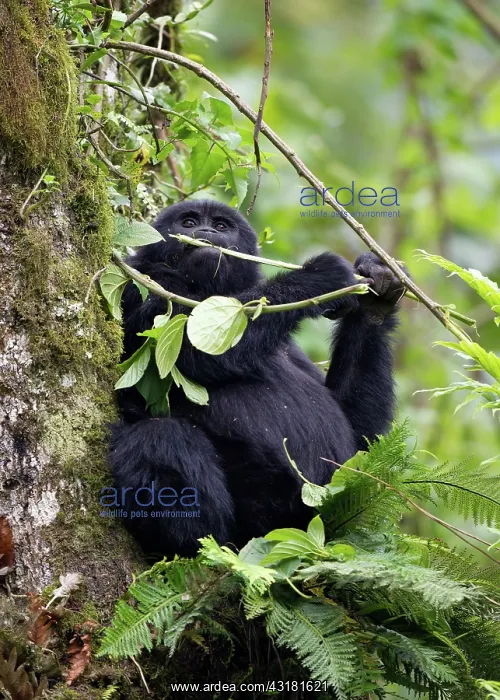 : Mountain Gorilla : Mountain Gorilla