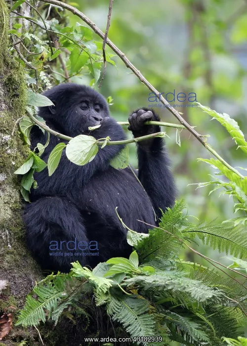 : Mountain Gorilla : Mountain Gorilla