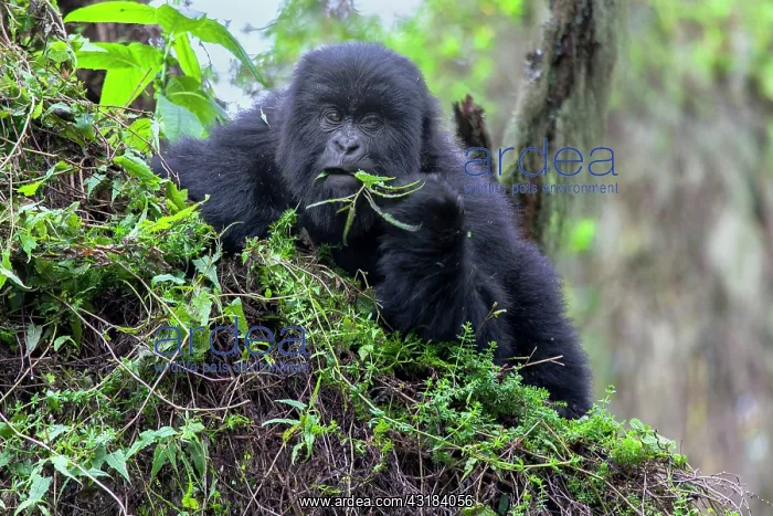 : Mountain Gorilla : Mountain Gorilla