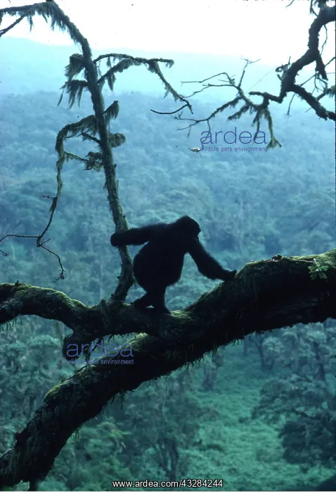 : MOUNTAIN GORILLA : MOUNTAIN GORILLA