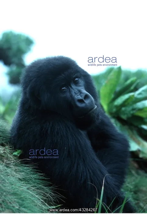 : MOUNTAIN GORILLA : MOUNTAIN GORILLA