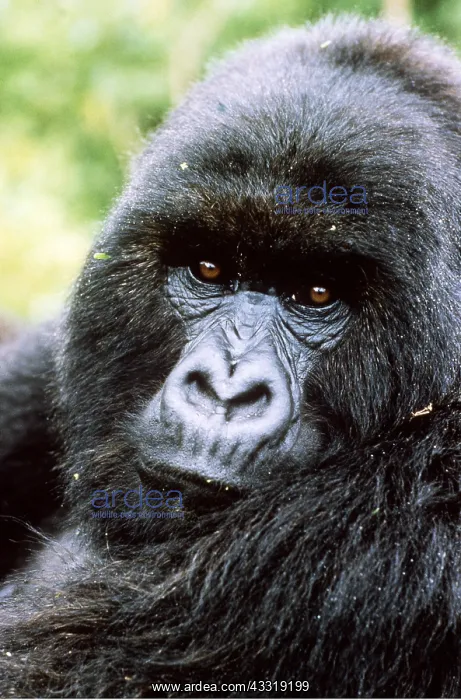 : MOUNTAIN GORILLA : MOUNTAIN GORILLA