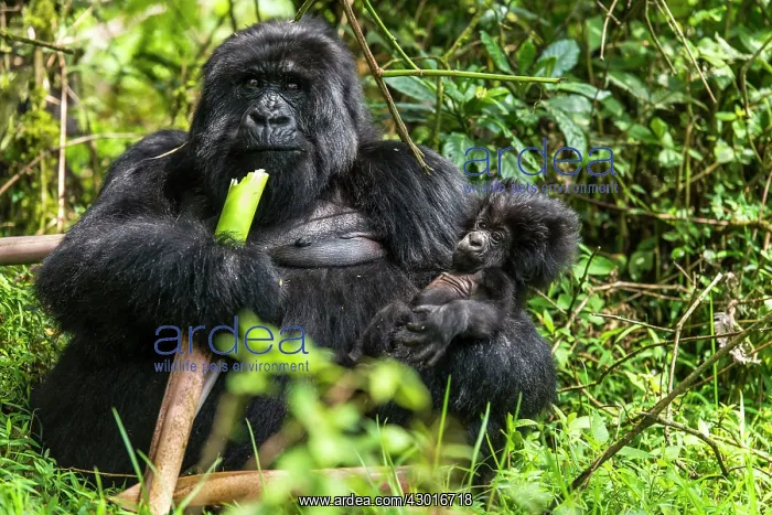 : Mountain Gorilla adult female feeding with baby gorilla : Mountain Gorilla adult female feeding with baby gorilla