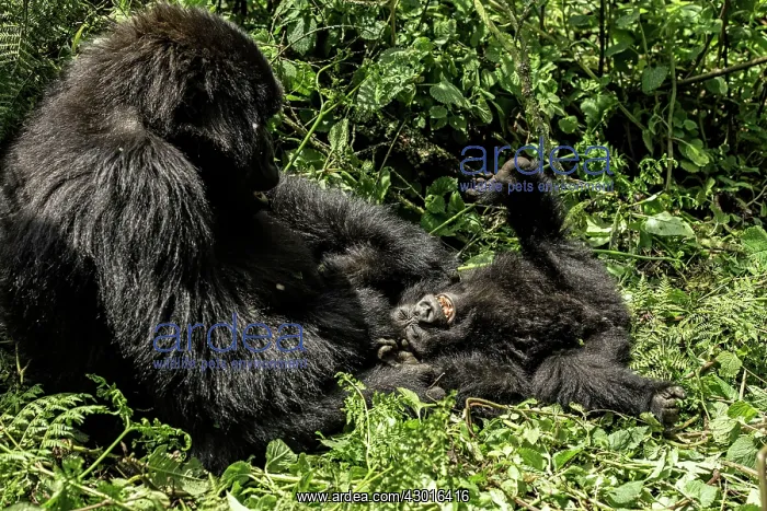 : Mountain Gorilla adult female playing with baby : Mountain Gorilla adult female playing with baby