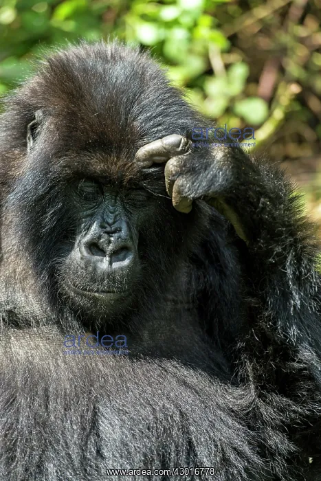 : Mountain Gorilla adult female scratching her head : Mountain Gorilla adult female scratching her head