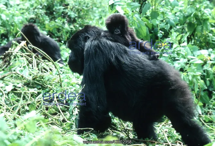 : MOUNTAIN GORILLA - adult with juvenile on back : MOUNTAIN GORILLA - adult with juvenile on back