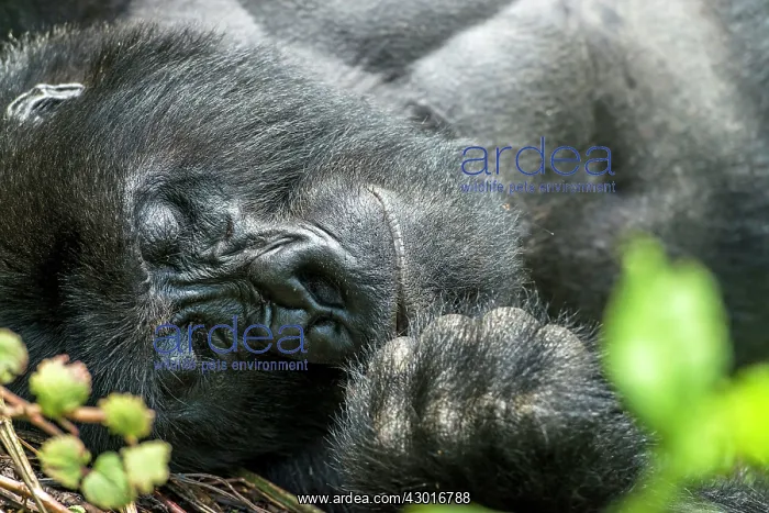 : Mountain Gorilla adult male portrait : Mountain Gorilla adult male portrait