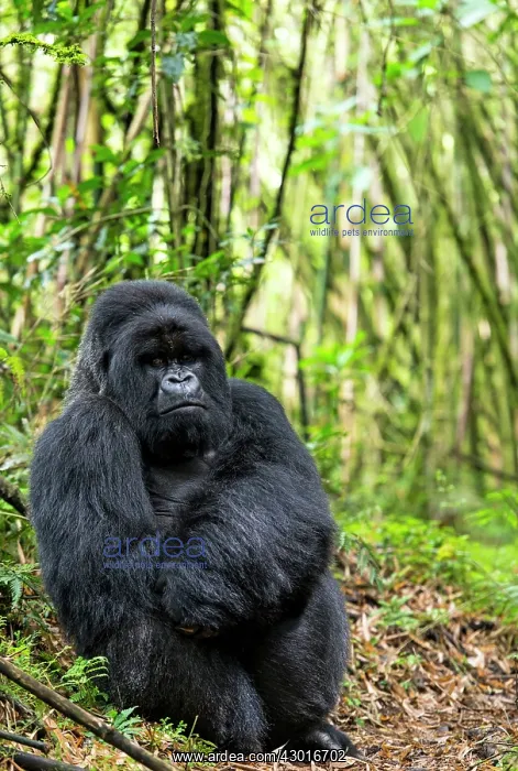 : Mountain Gorilla adult male sitting on the ground : Mountain Gorilla adult male sitting on the ground
