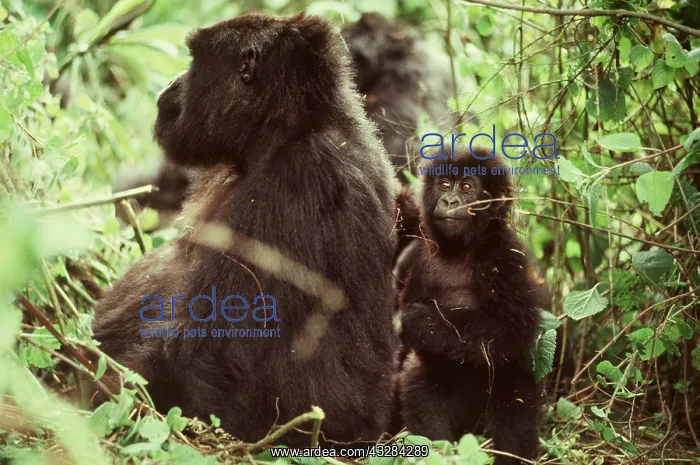 : MOUNTAIN GORILLA - Adult and young : MOUNTAIN GORILLA - Adult and young