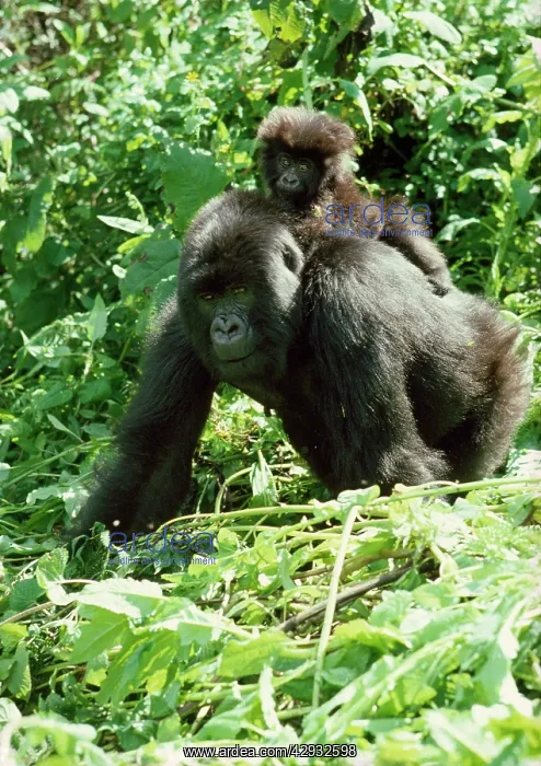 : MOUNTAIN GORILLA - With baby on back : MOUNTAIN GORILLA - With baby on back
