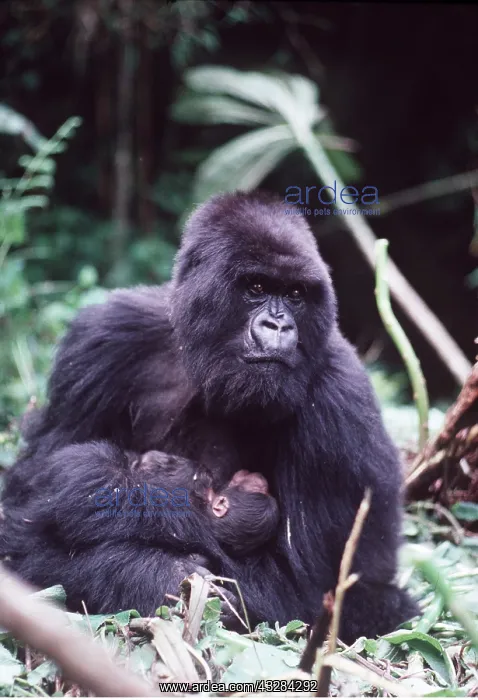 : MOUNTAIN GORILLA - with baby : MOUNTAIN GORILLA - with baby
