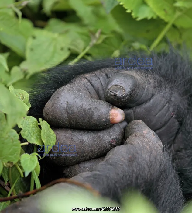 : Mountain Gorilla - close-up of hands - from the : Mountain Gorilla - close-up of hands - from the