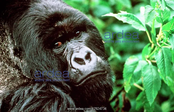 : MOUNTAIN GORILLA - close-up of head : MOUNTAIN GORILLA - close-up of head
