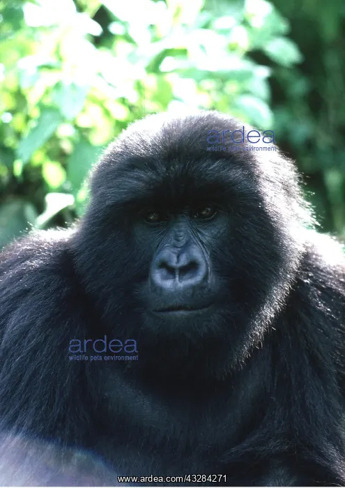: MOUNTAIN GORILLA - close-up of head : MOUNTAIN GORILLA - close-up of head