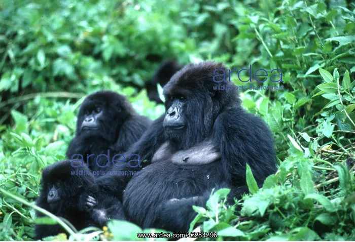 : MOUNTAIN GORILLA - family : MOUNTAIN GORILLA - family