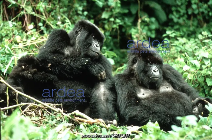  : MOUNTAIN GORILLA - family group with mother, father