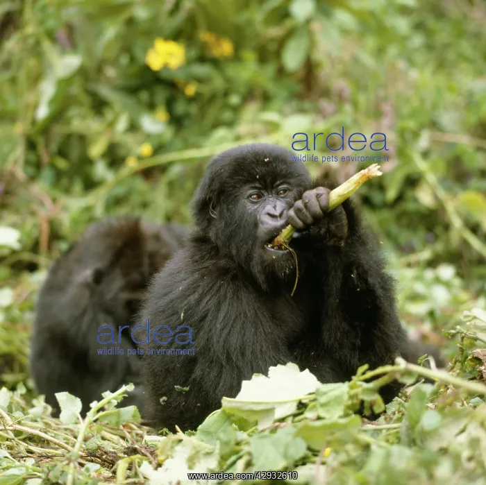 : Mountain Gorilla - feeding on vegetation : Mountain Gorilla - feeding on vegetation