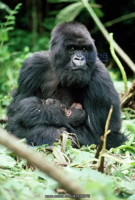 : Mountain Gorilla - female with 2 hour old baby 'AmarebaI : Mountain Gorilla - female with 2 hour old baby 'AmarebaI