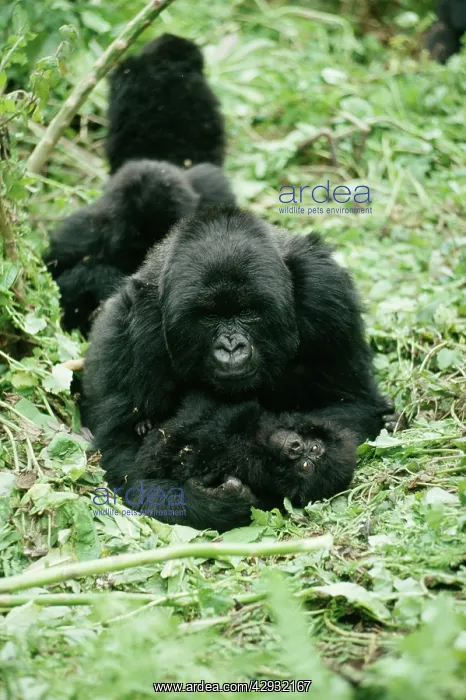 : MOUNTAIN GORILLA - Female 'MurahaI with young : MOUNTAIN GORILLA - Female 'MurahaI with young