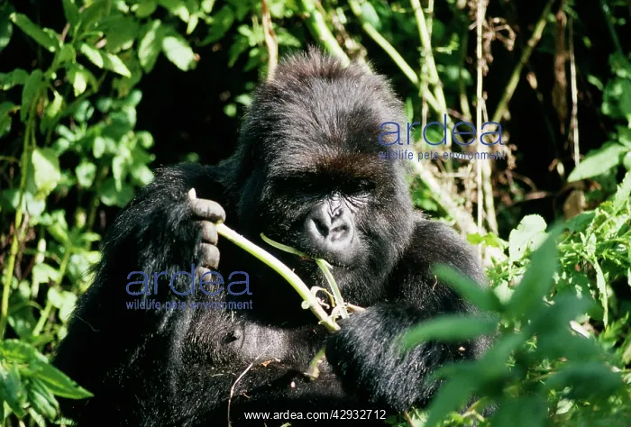 : Mountain Gorilla - Female Poppy, eating vegetation : Mountain Gorilla - Female Poppy, eating vegetation