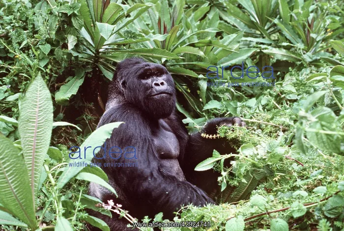 : MOUNTAIN GORILLA - in foliage : MOUNTAIN GORILLA - in foliage