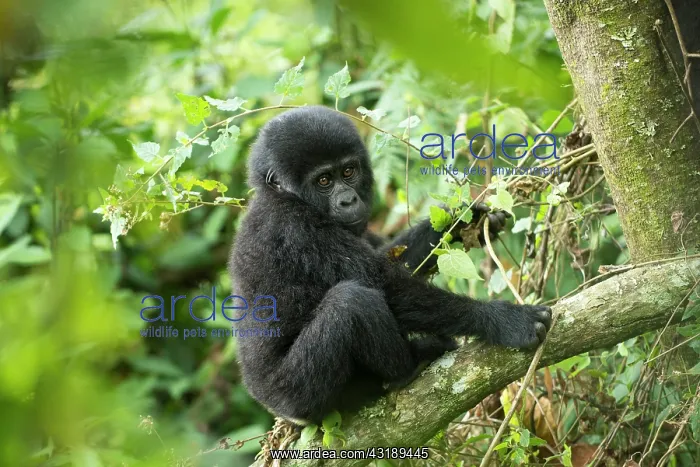 : Mountain Gorilla (Gorilla beringei beringei), young : Mountain Gorilla (Gorilla beringei beringei), young