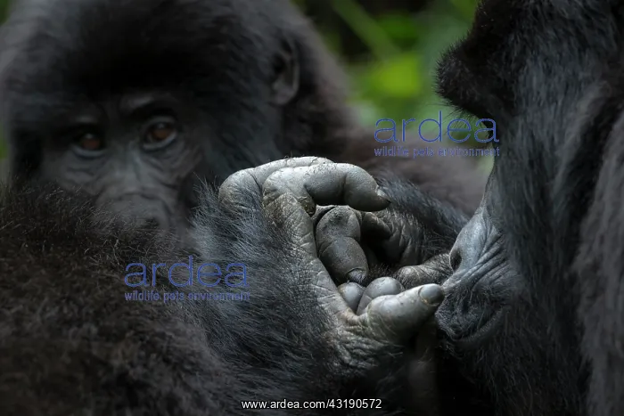 : Mountain gorilla (Gorilla beringei beringei). detail : Mountain gorilla (Gorilla beringei beringei). detail
