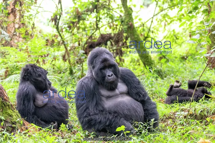 : Mountain gorilla (Gorilla beringei beringei), family : Mountain gorilla (Gorilla beringei beringei), family