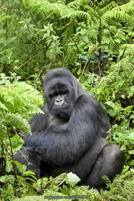 : Mountain Gorilla (Gorilla beringei beringei), silverback : Mountain Gorilla (Gorilla beringei beringei), silverback