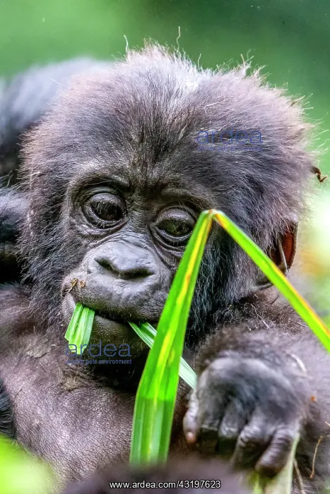  : Mountain gorilla (Gorilla beringei beringei), One