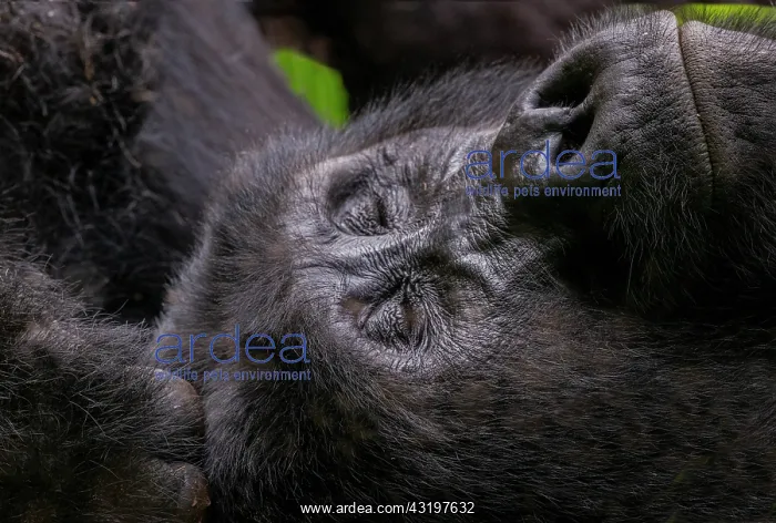 : Mountain gorilla (Gorilla beringei beringei), One : Mountain gorilla (Gorilla beringei beringei), One