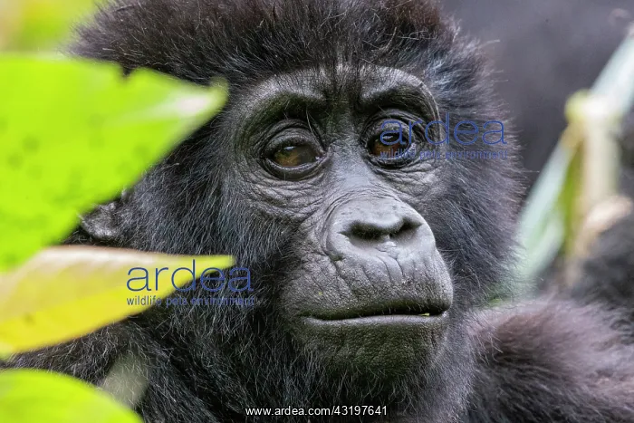 : Mountain gorilla (Gorilla beringei beringei), One : Mountain gorilla (Gorilla beringei beringei), One