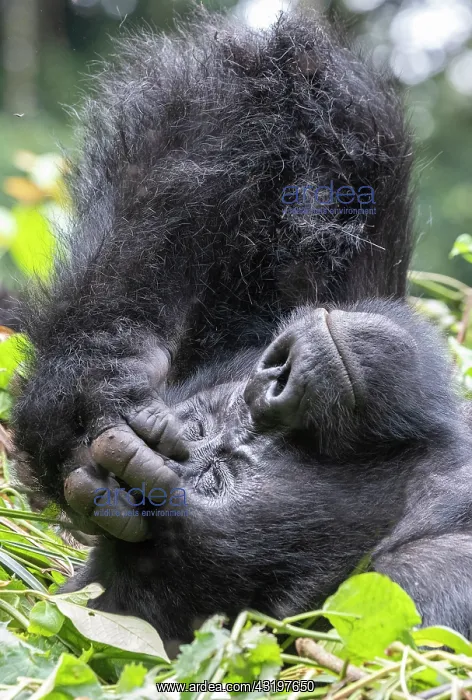 : Mountain gorilla (Gorilla beringei beringei), One : Mountain gorilla (Gorilla beringei beringei), One