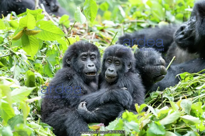 : Mountain gorilla (Gorilla beringei beringei), Two : Mountain gorilla (Gorilla beringei beringei), Two