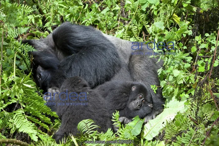 : Mountain Gorilla (Gorilla beringei beringei), silverback : Mountain Gorilla (Gorilla beringei beringei), silverback