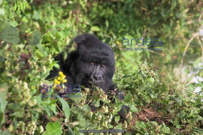 : Mountain Gorilla (Gorilla beringei beringei), black-back : Mountain Gorilla (Gorilla beringei beringei), black-back