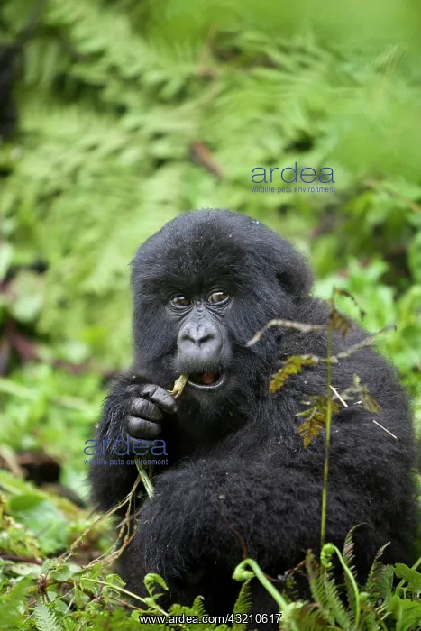 : Mountain Gorilla (Gorilla beringei beringei), young : Mountain Gorilla (Gorilla beringei beringei), young