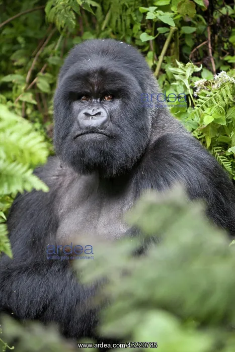 : Mountain Gorilla (Gorilla beringei beringei), silverback : Mountain Gorilla (Gorilla beringei beringei), silverback