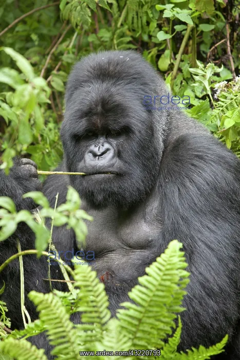 : Mountain Gorilla (Gorilla beringei beringei), silverback : Mountain Gorilla (Gorilla beringei beringei), silverback