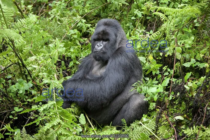 : Mountain Gorilla (Gorilla beringei beringei), silverback : Mountain Gorilla (Gorilla beringei beringei), silverback