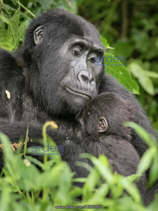 : Mountain Gorilla (Gorilla beringei beringei) of : Mountain Gorilla (Gorilla beringei beringei) of