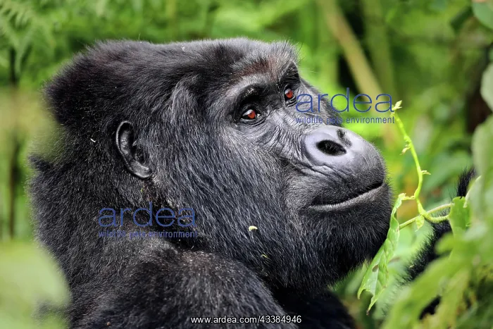 : Mountain Gorilla (Gorilla beringei beringei) at : Mountain Gorilla (Gorilla beringei beringei) at