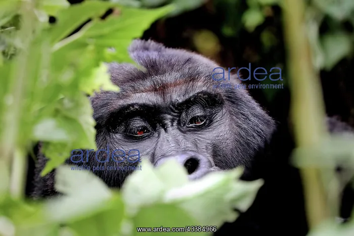 : Mountain Gorilla (Gorilla beringei beringei) at : Mountain Gorilla (Gorilla beringei beringei) at