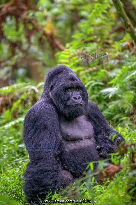 : Mountain gorilla (Gorilla beringei beringei), male : Mountain gorilla (Gorilla beringei beringei), male