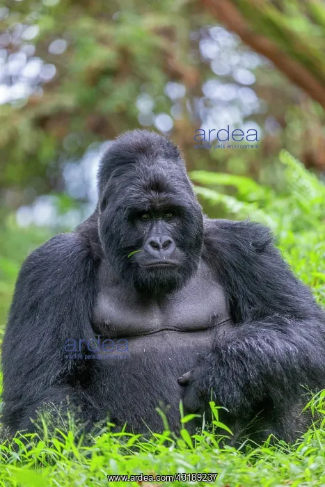 : Mountain gorilla (Gorilla beringei beringei), male : Mountain gorilla (Gorilla beringei beringei), male